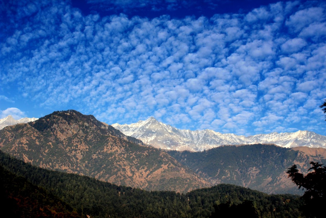 Dhauladhar and Triund Hill