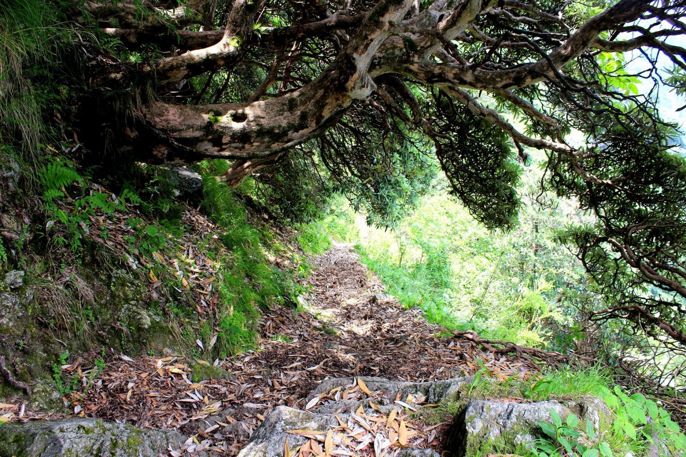 Trekking or Hiking on a trash free trek has its own taste and joy.