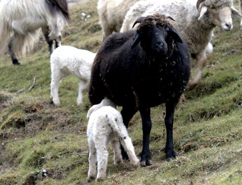 Flock of sheep and goats