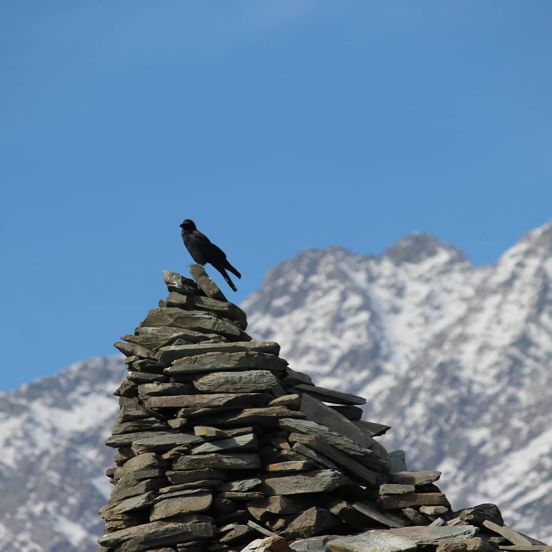 Enjoy the views of Dhauladhar Mountains